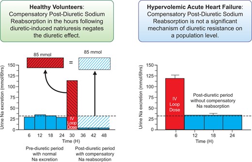 Graphical Abstract (from Cox ZL, Rao VS, Ivey-Miranda JB, Moreno-Villagomez J, Mahoney D, Ponikowski P, Biegus J, Turner JM, Maulion C, Bellumkonda L, Asher JL, Parise H, Wilson PF, Ellison DH, Wilcox CS, Testani JM. Compensatory post-diuretic renal sodium reabsorption is not a dominant mechanism of diuretic resistance in acute heart failure. See pages 4468–4477).