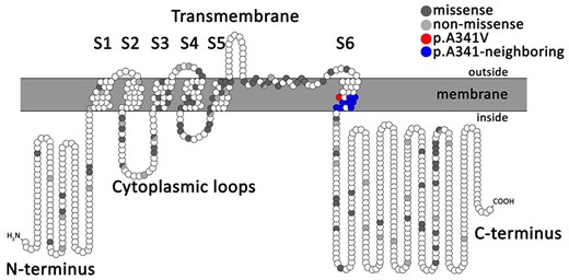 Topology of KCNQ1 missense and non-missense mutations identified in the total study population of 1316 long QT syndrome type 1 patients, according to their amino acid position along the KCNQ1 channel.