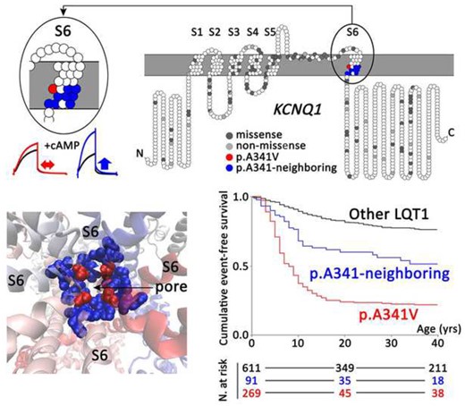 Upper panel: Topology of KCNQ1 missense and non-missense mutations identified in all studied long QT syndrome type 1 patients (n = 1316), according to their amino acid position along the KCNQ1 channel. Location of p.A341V and p.A341-neighbouring mutations in the KCNQ1-S6 segment is highlighted in red and blue, respectively. Exemplary I Ks traces for p.A341V (red) and p.A341V-neighbouring mutation (blue), with and without cyclic adenosine monophosphate/okadaic acid are depicted on the left. Left lower panel: structural image of the pore of the I Ks channel. Amino acid position A341 is indicated in red and the A341-neighbouring amino acids in blue. Right lower panel: Cumulative event-free survival of patients with p.A341V (red; n = 269), p.A341-neighbouring mutations (blue; n = 91), and all other KCNQ1-missense mutations located outside the S6 region (black; n = 611).
