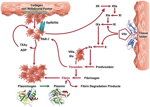 Mechanisms of thrombus formation: platelets are activated after exposure to subendothelial structures such as collagen, von Willebrand factor, and plaque components (top left), while coagulation is initiated by tissue factor (top right) leading to fibrin formation. Fibrin and activated platelets form a solid clot that can be dissolved in the presence of endogenous fibrinolysis initiated by plasminogen (bottom). ADP, adenosine diphosphate; PAR-1, protease activated receptor-1; TXA2, thromboxane A2.