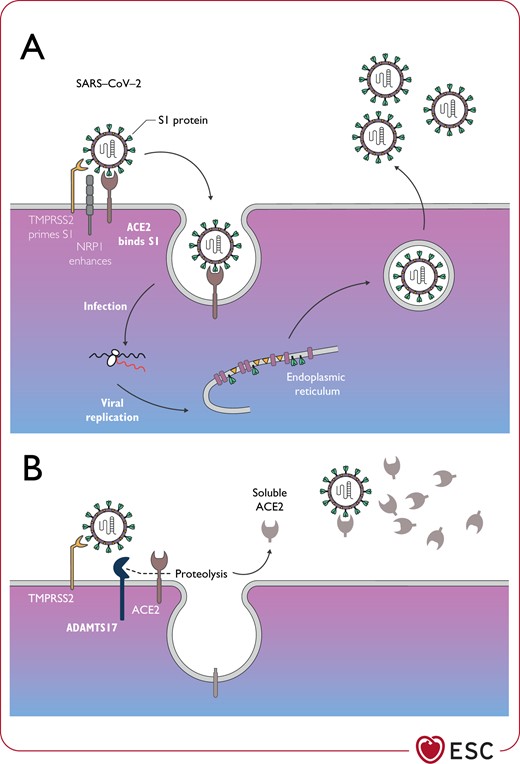 Critical role of ACE2 in the regulation of SARS-CoV-2 infection in ACE2-expressing cellsa (A) and ACE2 reduced surface expression by ADAMTS17 (B). (A) SARS-CoV-2 spike protein (S1) is primed by the serine protease transmembrane protein serine 2, which enables its interaction with the membrane bound form of ACE2. This is required for virus internalization and subsequent replication. Other receptors can also facilitate the entry of SARS-CoV-2, e.g. neuropilin 1. (B) Membrane bound ACE2 may be shed from the cell membrane by ADAMTS17 producing soluble ACE2. This mechanism may limit viral invasion. ACE2, angiotensin-converting enzyme 2; ADAMTS17, a disintegrin and metalloproteinase with thrombospondin motifs 17; NRP1, neuropilin-1; SARS-CoV-2, severe acute respiratory syndrome coronavirus 2; S1, spike protein 1; TMPRSS2, transmembrane protease serine 2. aThis includes type 2 pneumocytes, cardiomyocytes, pericytes, endothelium, and possibly other cell types.