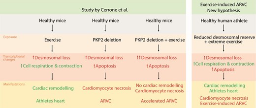 The study by Cerrone et al. showed that exercise reduced the cardiac desmosomal function. This was well tolerated in healthy murine hearts, which had a ‘desmosomal reserve’, but was catastrophic for mice with PKP2 deficiency. One can hypothesize that the desmosomal reserve may be part of the explanation of why some athletes without a known genetic predisposition develop ARVC. ARVC, arrhythmogenic right ventricular cardiomyopathy; PKP2, plakophillin-2.