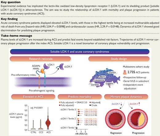 Atherosclerotic plaques express high levels of lectin-like oxidized low-density lipoprotein receptor-1 (LOX-1), with plaque regions particularly prone for instability showing accentuated LOX-1 abundance. The pro-inflammatory milieu within atherosclerotic plaques enhances LOX-1 synthesis, promotes LOX-1 shedding and thus soluble LOX-1 (sLOX-1) release. The turnover of membrane-bound LOX-1 determines plaque composition and thus stability, with systemically circulating sLOX-1 emerging as a novel biomarker reflecting plaque burden and vulnerability. In this multicentre prospective cohort study, we found that plasma levels of sLOX-1 are markedly elevated in patients presenting with acute coronary syndromes (ACS) when compared with both chronic coronary syndrome (CCS) and healthy subjects (CTRL). High sLOX-1 levels were independently associated with a higher multivariable-adjusted 1-year mortality risk following ACS, a finding that remained consistent after controlling for GRACE 2.0. In patients subjected to serial intravascular ultrasound following the index ACS, sLOX-1 dropped markedly in those with coronary plaque regression, while persistently high sLOX-1 levels were associated with plaque progression. §Adjusted for sex, age, ACS type, hs-CRP, history of hypercholesterolaemia, eGFR, LDL-C, and diagnosis of diabetes; †adjusted for sex, age, ACS type, hs-CRP, history of hypercholesterolaemia, eGFR, LDL-C, diagnosis of diabetes, NT-proBNP, and hs-TnT. ADAM, a disintegrin and metalloproteinase; GRACE, Global Registry of Acute Coronary Events; IVUS, intravascular ultrasound; MMP, matrix metalloproteinase; LOX-1, lectin-like oxidized low-density lipoprotein receptor-1; sLOX-1, soluble LOX-1.