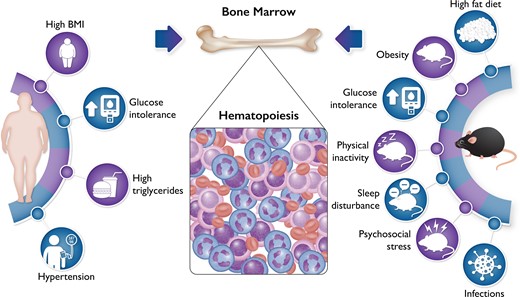 Bone marrow haematopoiesis increases in response to diverse drivers of cardiovascular disease. Numerous experiments in mice have demonstrated that several traditional risk factors tested, including hypertension, hypercholesterolaemia, and hyperglycaemia, can augment haematopoiesis (listed on the right). Other stimuli to bone marrow activation relevant to cardiovascular disease include sleep fragmentation and psychosocial stress. The validation in humans of these observations in mice has lagged behind. The new findings from PESA help to close this gap by showing that the components of the metabolic syndrome listed on the left can increase glucose analogue FDG uptake in bone marrow as determined by positron emission tomographic imaging. These observations on chronic risk factors, in an apparently well population, complement observations in humans undergoing acute coronary syndrome that show increased FDG uptake in both the bone marrow and the spleen. The experimental and human observations together provide strong support for the concept that bone marrow activation and increased haematopoiesis can contribute to the development of atherosclerosis.