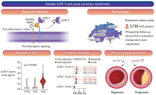 Atherosclerotic plaques express high levels of lectin-like oxidized low-density lipoprotein receptor-1 (LOX-1), with plaque regions particularly prone to instability showing accentuated LOX-1 abundance. The proinflammatory milieu within atherosclerotic plaques enhances LOX-1 synthesis, promotes LOX-1 shedding, and thus soluble LOX-1 (sLOX-1) release. The turnover of membrane-bound LOX-1 determines plaque composition and thus stability, with systemically circulating sLOX-1 emerging as a novel biomarker reflecting plaque burden and vulnerability. In this multicentre prospective cohort study, it was found that plasma levels of sLOX-1 are markedly elevated in patients presenting with acute coronary syndromes (ACS) when compared with both chronic coronary syndrome (CCS) and healthy subjects (CTRL). High sLOX-1 levels were independently associated with a higher multivariable-adjusted 1-year mortality risk following ACS, a finding that remained consistent after controlling for GRACE 2.0. In patients subjected to serial intravascular ultrasound following the index ACS, sLOX-1 dropped markedly in those with coronary plaque regression, while persistently high sLOX-1 levels were associated with plaque progression. §Adjusted for sex, age, ACS type, hs-CRP, history of hypercholesterolaemia, eGFR, LDL-C, and diagnosis of diabetes; †adjusted for sex, age, ACS type, hs-CRP, history of hypercholesterolaemia, eGFR, LDL-C, diagnosis of diabetes, NT-proBNP, and hs-TnT. ADAM, a disintegrin and metalloproteinase; GRACE, Global Registry of Acute Coronary Events; IVUS, intravascular ultrasound; MMP, matrix metalloproteinase; LOX-1, lectin-like oxidized low-density lipoprotein receptor-1; sLOX-1, soluble LOX-1.21