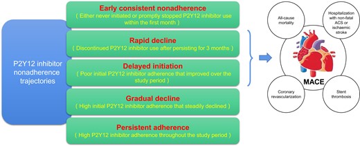 The trajectories of adherence to P2Y12 inhibitors and the association with MACE.