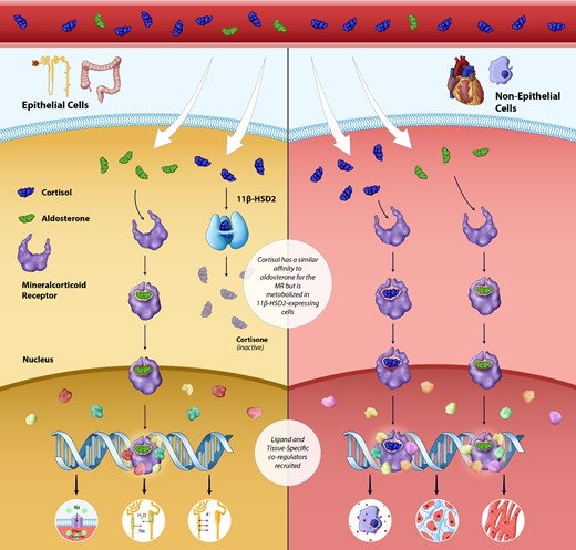 Physiology of the mineralocorticoid receptor: Activation in epithelial and non-epithelial cells. The mineralocorticoid receptor is a ligand-activated nuclear transcription factor expressed in a wide variety of tissues throughout the body. In epithelial cells, the mineralocorticoid receptor is activated solely by aldosterone (the enzyme 11 beta-hydroxysteroid dehydrogenase Type 2 metabolizes cortisol into the mineralocorticoid receptor inactive cortisone). Mineralocorticoid receptor activation in renal epithelial cells leads sodium and fluid retention and potassium excretion. In non-epithelial cells such as myeloid cells and macrophages, the mineralocorticoid receptor is likely activated by both cortisol and aldosterone; overactivation leads to pathological fibrosis, inflammation, and adverse remodelling in the heart, kidneys, and vasculature.