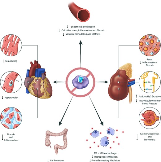 Effects of mineralocorticoid receptor inhibition across various organ systems. Mineralocorticoid receptor antagonism with steroidal or non-steroidal agents affects many organ systems. Mineralocorticoid receptor antagonists reduce sodium and fluid retention in the renal tubules and gastrointestinal tract. Mineralocorticoid receptor antagonists have beneficial anti-inflammatory, anti-remodelling, and anti-fibrotic properties in the kidneys, heart, and vasculature.