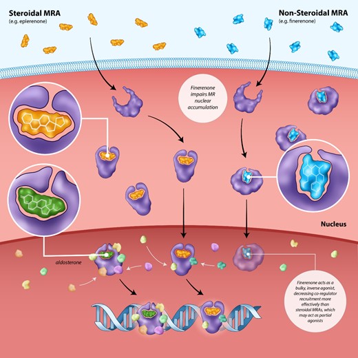 Inhibition of co-regulator recruitment by the non-steroidal mineralocorticoid receptor antagonist finerenone vs. steroidal mineralocorticoid receptor antagonists. The binding of aldosterone or cortisol to the mineralocorticoid receptor results in nuclear translocation and the recruitment of tissue-specific co-regulator which are critical to its activity. The non-steroidal mineralocorticoid receptor antagonist finerenone impairs nuclear translocation and co-regulator recruitment more efficiently than steroidal mineralocorticoid receptor antagonists such as spironolactone. Finerenone acts as a bulky, inverse agonist, inhibiting co-regulator recruitment even in the absence of aldosterone. On the other hand, steroidal mineralocorticoid receptor antagonists may serve as partial agonists, resulting in some level of co-regulator recruitment at high concentrations.