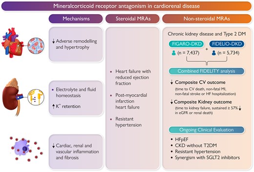 Non-steroidal mineralocorticoid antagonists (MRAs) reduce adverse remodelling, inflammation, and fibrosis in the heart, kidneys, and vasculature. Finerenone has been shown to improve cardiovascular and kidney outcomes in patients with chronic kidney disease and Type 2 diabetes. Non-steroidal MRAs are currently being investigated in other settings such as heart failure.