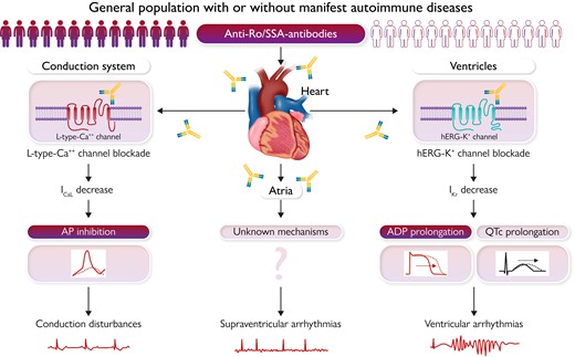 Impact of anti-Ro/SSA-antibodies on cardiac arrhythmia risk in the general population and putative underlying mechanisms. QTc, corrected QT interval; ICaL, L-type calcium current; AP, action potential; hERG-K+, human ether-a-go-go-related gene potassium channel; IKr, rapid component of the delayed rectifier potassium current; APD, action potential duration.