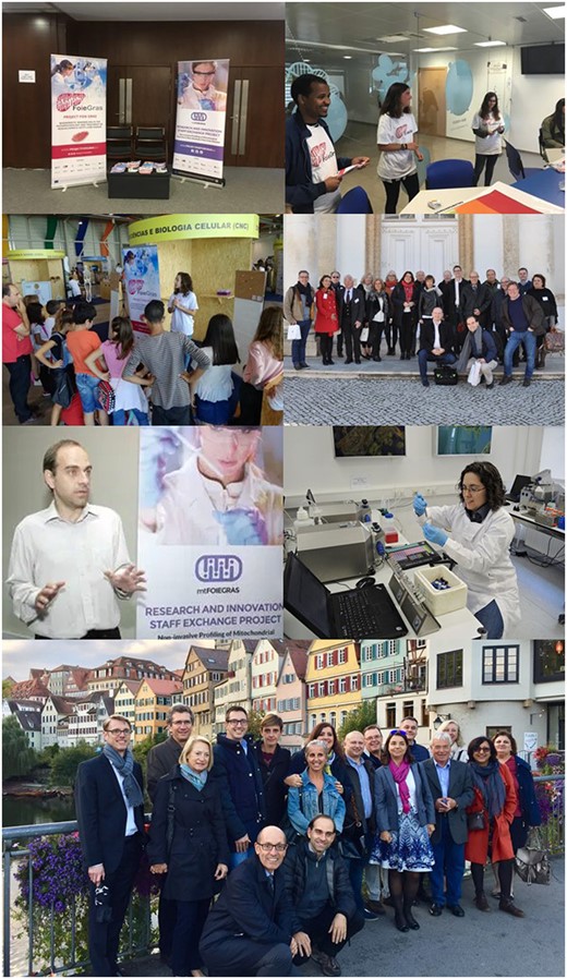 Photos from researchers and events in FOIE GRAS and mtFOIE GRAS. From top to bottom, left to right: roll-ups from both projects at the annual scientific meeting of the European Society for Clinical Investigation; three of the ESR involved in FOIE GRAS teach a young audience about their projects; one of FOIE GRAS ESR describes her project and develops activities for young kids; the FOIE GRAS consortium in the kick-off meeting at the University of Coimbra, Portugal; the coordinator of both projects and author of this paper speaking to the press during the mtFOIE GRAS kick-off meeting; one researcher performing a secondment at a company during mtFOIE GRAS; the mtFOIE GRAS consortium meeting at Esslingen am Neckar, Germany.