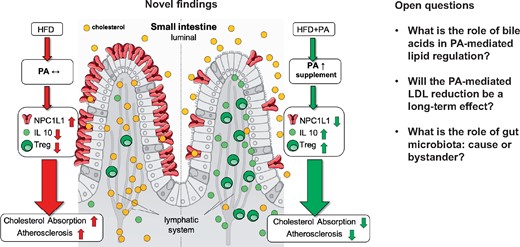Novel insights and open questions about the anti-atherosclerotic actions of propionate through immune-dependent regulation of intestinal cholesterol metabolism; adapted from Haghikia et al.11