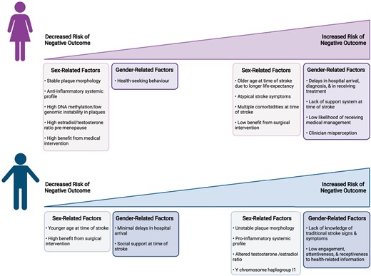 Summary of sex and gender-related factors contributing to increased or decreased risk of negative outcomes post-stroke within each sex. Created with BioRender.com.
