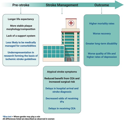 Summary of differences between women and men at the pre-stroke, stroke management, and outcome level. All differences listed are described as observed in women. Blue text indicates where gender may play a role. CEA, carotid endarterectomy; tPA, tissue plasminogen activator. Created with BioRender.com.