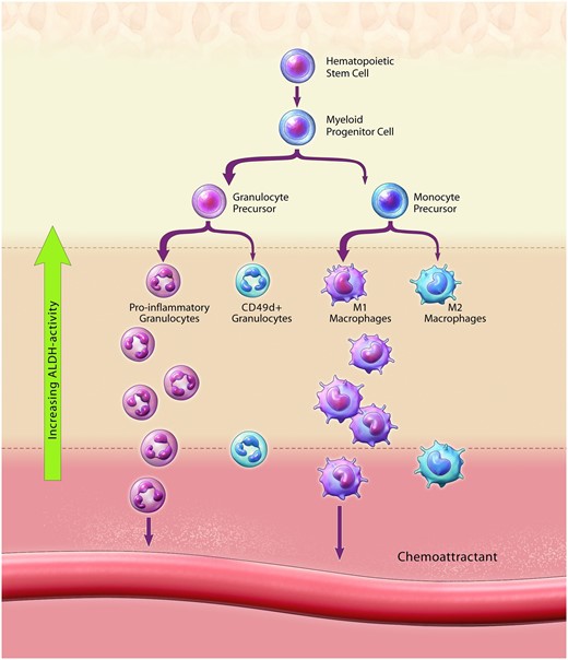 Circulating Progenitor Cell Imbalance elevates systemic inflammation and reduces circulating cell types that mediate blood vessel repair. Circulating progenitor cell imbalance results in reduced maintenance of ALDHhiSSClow progenitor cells with CD34 and CD133 co-expression and altered haematopoietic differentiation towards the overproduction of pro-inflammatory granulocytes at the expense of vessel regenerative cell types. Altered monocyte differentiation promoted the production of ALDHhiSSCmid monocytes with M1-polarization vs. M2-polarization. Collectively, altered circulating progenitor cell content impairs endogenous cell-mediated blood vessel repair and elevates systemic inflammation during type 2 diabetes and severe obesity.