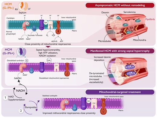 Mitochondrial-targeted therapies in hypertrophic cardiomyopathy (HCM). The top panel illustrates a healthy cardiomyocyte–mitochondrial organization in asymptomatic genotype-negative (G–/Ph–) HCM individuals. The 2D cross-section heart illustration shows the right ventricle (RV), septum, and left ventricle (LV). The cardiomyocyte–mitochondrial organization in G–/Ph– HCM is characterized by near normal production of viscoelastic proteins, such as desmin and microtubules, and the close proximity of mitochondrial supercomplexes or respirasomes in the presence of cardiolipin. The inner mitochondrial membrane (IMM) is traversed by NADH dehydrogenase (complex I, CI), cytochrome b–c1 complex (complex III, CIII), cytochrome c oxidase (complex IV, CIV), and F0F1-ATP synthase (complex V). Reduced forms of NADH and FADH2 (derived from succinate) donate electrons to the electron transport system via CI or CII (not membrane spanning), which are sequentially transferred to electron carriers, such as coenzyme Q (CoQ or Q), CIII, and cytochrome c (Cytc). CIV accepts electrons from the electron transport system and transforms oxygen into water. As electrons move along the electron transfer system, protons (H+) are pumped from the mitochondrial matrix into the mitochondrial IMM (at CI, CIII, and CIV; CII lacks a proton pumping mechanism), establishing an electrochemical proton gradient across the IMM. This gradient is used to regenerate ATP from ADP at complex V. The middle panel illustrates the potential consequences of septal hypercontractility, high ATP utilization, and increased NADH oxidation, to induce septal enlargement in G–/Ph+ HCM individuals. This progression is characterized by increased production of viscoelastic elements, such as microtubule densification, desmin deposition, and hypertrophied myofibrils. Consequently, this results in poor myofibril and mitochondrial architecture, and disorganized mitochondrial respirasomes. The lower panel highlights the potential benefits of improving the provision of reducing equivalents in the Krebs cycle with NAD supplementation or improving respiratory chain function with elamipretide to stabilize cardiolipin in the IMM. These therapies may improve the proximity of mitochondrial respirasomes, reduce electron leakage and oxidative stress, and enhance ATP regeneration.
