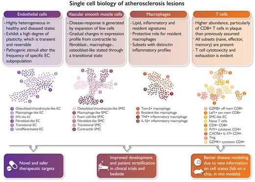 Single-cell biology is bringing new clinical meaning to patient heterogeneity in many disciplines. Atlases of the cellular building blocks of the human atherosclerotic plaque have so far shown that: (i) cellular identity is overall preserved, albeit overlapping transcriptional programmes are activated; (ii) changes in cellular cluster abundance appear between healthy and diseased vascular states; (iii) renewed evidence emerged for a role of T cells in human cardiovascular disease (CVD); and (iv) macrophage heterogeneity supports targeting inflammation and lipids while sparing protective subsets. Vascular single-cell biology has clear translational implications for CVD in terms of identification of the molecular pathways of disease resistance vs. disease propensity and genetic risk, guidance in designing new therapies, vaccines and repurposing drugs for CVD, the study of the therapy-induced adaptation of plaque and circulating cells in clinical trials, improved modelling of human CVD through the availability of metagenomic data sets, and advances in patient selection and stratification. GMZB, Granzyme B; Lef1, lymphoid enhancer binding factor 1; Prf1 Perforin 1; Trem2, triggering receptor expressed on myeloid cells 2.