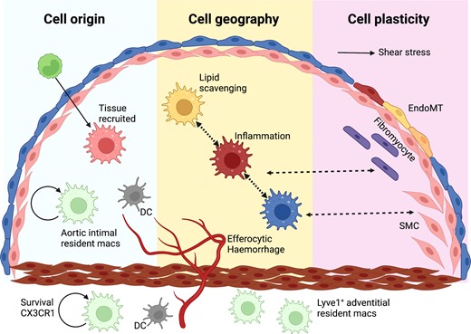 The basis of cellular heterogeneity in atherosclerosis There are three main determinants of cellular heterogeneity in arteries and atherosclerosis. (i) Cell origin. Arteries have different ontogeny. They originate from the neural crest (carotid and proximal aorta), the proepicardium (coronary arteries) or the mesoderma (rest of the body). Also, macrophages are either resident, or increasingly bone marrow-derived with age. (ii) Cell geography. Cell location imprints cells, either via exposure to different shear stress and other haemodynamic forces, as is the case with ECs, or through cell residence within distinct niches in health and disease. Macrophages have distinct phenotypes in the intima or adventitia or respond to intraplaque events such as haemorrhage or lipid accumulation. (iii) Cell plasticity. EndoMT is characterized by a downregulation of EC-specific gene expression and/or the full disappearance of EC fate marker genes along with the appearance of gene expression programmes associated with other cell types, including fibroblasts, SMCs and macrophages, among others.8–10 Often such ‘foreign’ gene expression is associated with activation of EC proliferation and migration and loss of the protective quiescent metabolic state as well as of the ability to exert normal EC function, such as a response to blood flow, regulation of permeability, and antioxidant capacity. These changes in EC gene expression show a remarkable degree of plasticity and can be temporary activated shortly after myocardial infarction,11 or turn into a permanent EndoMT.12 A number of pathologic factors including disturbed flow, oxidative stress, hypoxia, and inflammation (e.g. activation of endothelial TGFβ or IL-beta signalling) can initiate EndMT.13–16 Pro-atherogenic cues trigger SMC phenotypic modulation and atherosclerotic plaque investment by oligoclonal expansion. Plasticity between different SMC-derived states suggests that SMC phenotypic states might be niche-dependent, transitory, and/or interconvertible. A macrophage-to-mesenchymal transition has also been described.