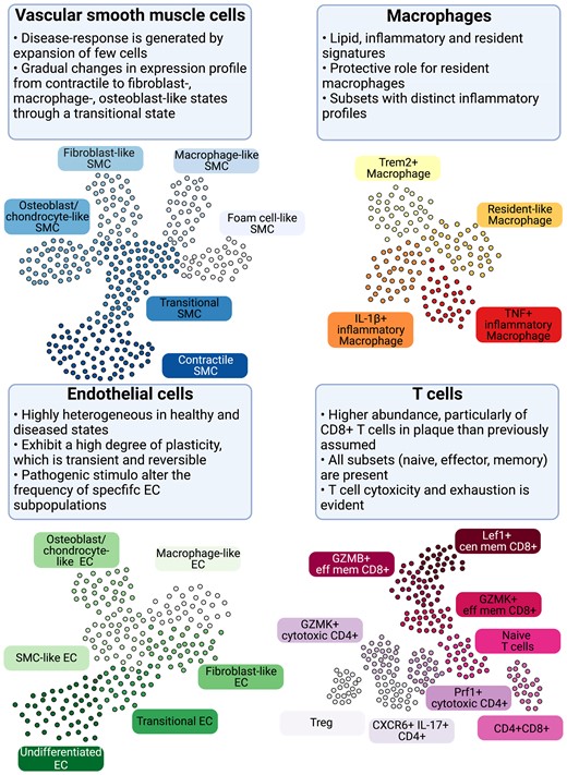 Cellular populations and plasticity in atherosclerosis. Cellular diversity uncovered by scRNA-seq analysis in human and murine atherosclerosis with focus on consensus populations found in both species. Macrophages are key inflammatory immune cells in atherosclerotic plaques. Four macrophage populations have been identified with different functional features, including: Trem2hi macrophages, resident-like macrophages, and inflammatory macrophages. Aortic macrophages identified by scRNA-seq can have different origins and derive from infiltrating monocytes, proliferation of embryonically derived macrophages, and lastly from SMCs and fibroblasts obtaining macrophage features. The greatest cellular diversity is found among T cells. Multiple CD4 and CD8 effector and central memory (eff mem) and cytotoxic subsets have been identified that likely contribute to atheroprogression. Regulatory T cells (Tregs) have known anti-inflammatory and atherosclerotic properties. CXCR6+ CD4+ T cells have a multi-lineage signature and can likely differentiate into other subtypes. Contrasting to T-cell diversity, only one B-cell population has been identified in human atherosclerotic plaques with yet unknown function. EC and SMC undergo various phenotypic transitions likely stage- and micro-environment dependent within the plaque. They can display either atheroprotective or atheropromoting phenotypes. SMCs (top left, adapted from Worssam and Jorgensen19) in atherosclerotic lesions undergo progressive cell transitions with loss of the expression profile of contractile cells found in healthy arteries. Instead, SMC-derived cells adopt a range of cell states, displaying some aspects of fibroblasts, mesenchymal cells, and chondrocytes. Evidence for a transient, intermediate cell state with stem-cell, endothelial, and monocyte features (termed SEM)20,21 and transition of SMC towards a macrophage-like state has been provided by lineage tracing in mouse models. GMZB, Granzyme B; Lef1, Lymphoid Enhancer Binding Factor 1; Prf1, Perforin 1; Trem2, Triggering Receptor Expressed On Myeloid Cells 2.