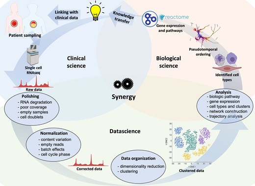 An iterative and multidisciplinary technical pipeline for scRNA-seq of human atherosclerosis. Samples from patients and healthy individuals can be processed, sequenced, and the resulting raw data filtered and normalized prior to organization into clusters to identify potential cell types involved in the disease. After obtaining raw sequencing data, subsequent bioinformatic steps involve quality controls (e.g. RNA degradation, unmapped reads or mitochondrial genes, or technical errors including cell doublets), normalization of data, removal of poorly sequenced cells, and possibly imputation of empty reads. Additional information, e.g. molecular pathways, differential gene expression, and networks, can be obtained. Novel findings can be transferred to scientific and clinical stakeholders, or used to optimize patient selection, specimen sampling and analysis.