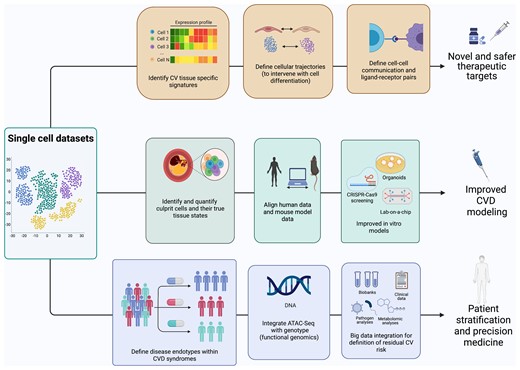 Translational opportunities for single-cell biology. Single-cell data sets allow a multitude of opportunities to better understand and define cardiovascular disease. Single-cell data flows will contribute to the translation from the laboratory to the cardiovascular disease clinics across several avenues. Firstly, they will inform the discovery of novel disease-associated therapeutic targets and drug repositioning. Secondly, they will transform our ability to model human disease in vivo and in vitro, by defining similarities and differences between human and experimental disease irrespective of species and at the single-cell level, and by defining cell phenotyping in situ for in vitro modelling. Finally, vascular single-cell biology will resolve heterogenous atherosclerotic syndromes in endotypes driven by specific cellular processes, identify cellular factors driving patient heterogeneity, and identify residual risk after optimal therapy.