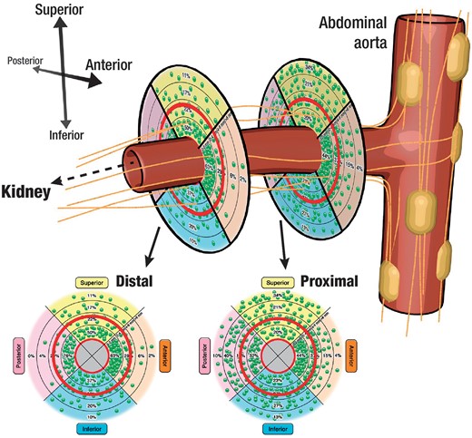 Schematic illustration of the renal artery with its surrounding nerves. The sympathetic nerve fibres originate from the abdominal ganglia and run conically to the distal part of the vessel. The lower circles show the nerve distribution stratified according to the total number (each green dot represents 10 nerves) and relative number (as percent per segment) of nerves. Adapted with permission from91.