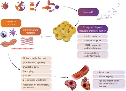 Pleiotropic effects of vitamin D on the cardiovascular system. Sunlight exposure, exogenous dietary, and pharmacological supply primarily determine vitamin D levels. Vitamin D is then stored within the adipose tissue which influences its systemic availability. Pleiotropic vitamin D effects on the cardiovascular system are mediated by intracellular vitamin D receptor or other transmembrane receptors and include beneficial modulation of senescence, inflamm-ageing, and adiposopathy. Clinical translation of such findings still requires more complete preclinical evidence, especially on newly defined mechanisms such as epigenetic senescence, and also better standardization among clinical studies (e.g. definition of deficiency, distinctions between fortified food and pharmacologic supplementation).