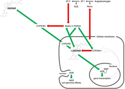 Vitamin D axis is a complex system regulated at several levels and connected with many signals of cardiovascular relevance. Beyond the renal control (under parathyroid hormone), local vitamin D axes involve intracrine/autocrine/paracrine feedforward and feedback circuits. Furthermore, vitamin D system intertwines closely with other pathways of cardiovascular relevance: renin–angiotensin–aldosterone system and Klotho-FGF23.