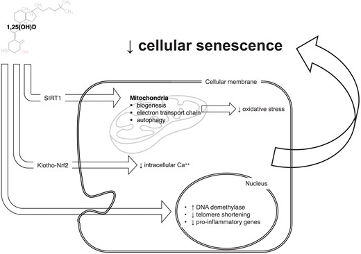 Vitamin D system might participate in senescence-ageing processes. Through a wide range of cellular and nuclear mechanisms, vitamin D can modulate many aspects of cellular senescence: mitochondrial survival and activity, intracellular calcium concentrations, and direct/epigenetic control on gene transcription. Those mechanisms may further explain the tight pathophysiological link between vitamin D axis and age-related diseases, including cardiovascular diseases.