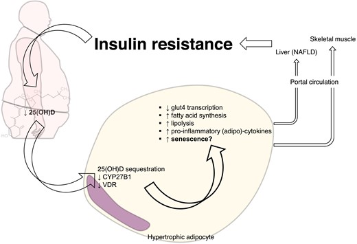 Dysfunctional hypertrophic adipocytes show blunted vitamin D signalling. Vitamin D receptor and the hydroxylase CYP27B1 are blunted in dysfunctional hypertrophic adipocyte. Alongside the sequestration of 25(OH)D within visceral adipose tissue, suppression of vitamin D signalling sustains metabolic disturbances not only in adipose tissue but also systemically.
