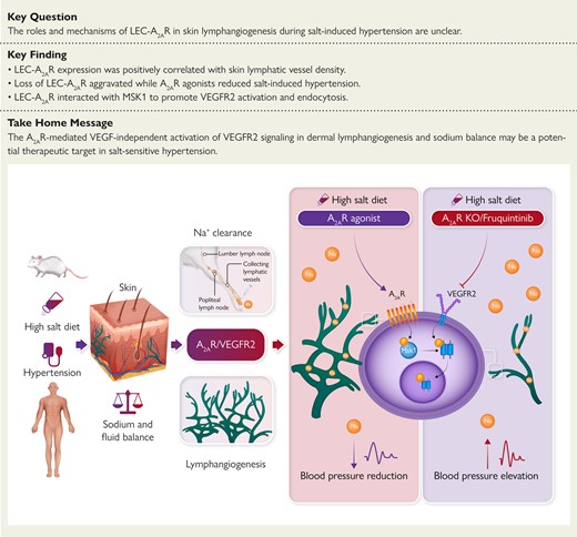 Impaired dermal lymphangiogenesis and lymphatic dysfunction contribute to the pathogenesis of salt-sensitive hypertension. Modulation of lymphatic endothelial A2AR-mediated VEGF-independent activation of VEGFR2 signaling, to regulate dermal lymphangiogenesis and sodium balance, might be a potential therapeutic target in salt-sensitive hypertension. A2AR, adenosine A2A receptor; KO, knock out; LEC, lymphatic endothelial cell; MSK1, mitogen- and stress-activated kinase 1; Na+, sodium; VEGF, vascular endothelial growth factor; VEGFR2, vascular endothelial growth factor receptor 2.
