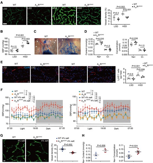 Lymphatic endothelial-specific A2AR deletion increases blood pressure, decreases lymphangiogenesis, and skin Na+ clearance in response to high-salt diet. (A) Representative whole-mount staining of LyVE1 in ears of A2ARLECKO and wild-type mice fed with low-salt diet and high-salt diet, with quantification of percentage of LyVE1-positive area at the right. n = 6. Scale bar: 200 μm. (B) Systolic blood pressure in A2ARLECKO and wild-type mice after low-salt diet and high-salt diet. n = 6. (C) Representative images of Evans blue lymphangiography in ears of A2ARLECKO and wild-type mice fed with high-salt diet. In the A2ARLECKO mice, the lymphatic vessels are dilated, and extravasation of Evans blue is observed. Arrows indicate lymphatic vessels. (D) Na+ and Cl− content and concentrations in skin of the same mice fed with high-salt diet. n = 6. (E) Representative images of LyVE1 immunostaining in ear section of A2ARLECKO and wild-type mice fed with low-salt diet and high-salt diet. Scale bar: 50 μm. (F) Radiotelemetry BP monitoring (DSI) assay to detect blood pressure in A2ARLECKO and wild-type mice with 4% salt chow diet plus 0.9% saline ad libitum. n = 3. (G) Representative whole-mount staining of LyVE1 in ears of A2ARLECKO and wild-type mice fed with 4% salt chow diet plus 0.9% saline ad libitum, with quantification of percentage of LyVE1-positive area at the right. n = 5. Scale bar: 50 μm. (H) Na+ content and concentrations in skin of A2ARLECKO and wild-type mice fed with 4% salt chow diet plus 0.9% saline to drink ad libitum. All data are presented as mean ± standard error mean. Data in (A), (B), (E), and (F) were analyzed by two-way ANOVA. Data in (D), (G), and (H) were analyzed by unpaired two-tailed t test. P < 0.05 was considered as statistically significant. LSD, low-salt diet; HSD, high-salt diet; WT, wild-type.