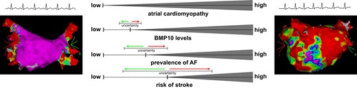 Atrial cardiomyopathy continuously develops over the life span. A healthy (left) and a severely altered (right) atrium are symbolized by electro-anatomical mapping results and by the electrocardiogram rhythm strips in sinus rhythm and atrial fibrillation, respectively. In relation to the progressing atrial cardiomyopathy, bone morphogenetic protein 10 (BMP10) levels, the prevalence of atrial fibrillation, and the risk of stroke also increase. Yet, the exact magnitude and timing of their associations have not been fully determined, as indicated by the increasing degree of uncertainty visualized by the error bars. Electro-anatomical mapping images obtained from the authors' own repositories, with permissions.