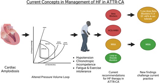 Current concepts in the management of heart failure in ATTR-CA. Myocardial amyloid infiltration alters the pressure–volume loop. The resulting symptoms include hypotension, exercise intolerance, and fatigue; chronotropic incompetence is also a feature of the disease. Patients often poorly tolerate conventional neurohormonal-blocking medications. This has led to both the ESC6 and AHA7 recommending that ACEi/ARB and beta-blockers are avoided (red—avoid) in ATTR-CA. The AHA 2020 scientific statement7 recommended consideration (yellow) of an MRA in conjunction with a loop diuretic (green—recommended). The study of Ioannou et al.2 challenges these recommendations. ACEi/ARB, angiotensin-converting enzyme inhibitors/angiotensin receptor blocker; ATTR-CA, transthyretin cardiac amyloidosis; MRA, mineralocorticoid receptor antagonist.
