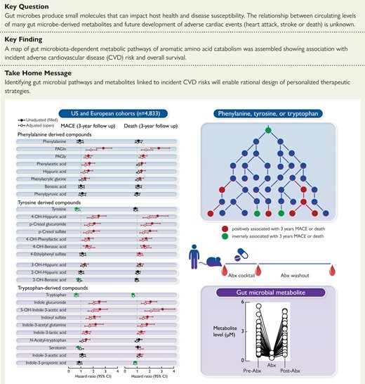 Gut microbiota-generated metabolites and pathways derived from aromatic amino acids that independently associate with incident major adverse cardiovascular event (MACE) and death risk are identified using a combination of large-scale clinical association studies (US and European cohorts with longitudinal outcome data), and both human and animal studies involving gut microbial suppression with oral ingestion of a cocktail of poorly absorbed antibiotics.