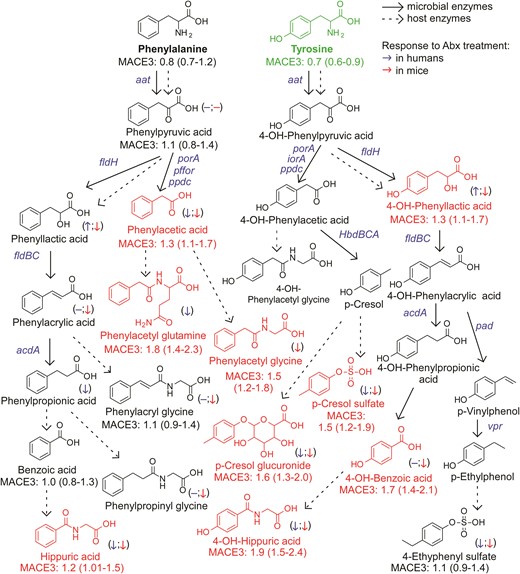An atlas of microbial phenylalanine and tyrosine pathways associated with MACE. Metabolic pathways for aromatic acid fermentation together with their association with MACE (red chemical structures for compounds positively associated with MACE while green structures for compounds negatively associated with MACE after adjusting for traditional risk factors and hsCRP) and effect of gut microbe depletion on their circulation levels both in humans (blue (left) arrow) and mice (red (right) arrow); (−) no effect. Abx = antibiotics.