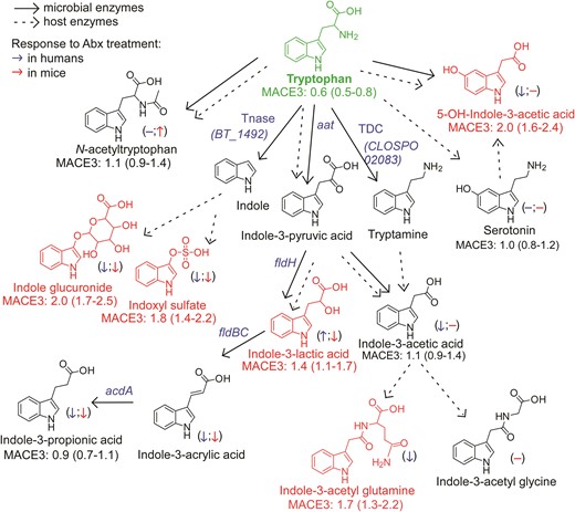 An atlas of microbial tryptophan pathways associated with MACE. Metabolic pathways for aromatic acid fermentation together with their association with MACE (red chemical structures for compounds positively associated with MACE while green structures for compounds negatively associated with MACE after adjusting for traditional risk factors and hsCRP) and effect of gut microbe depletion on their circulation levels both in humans (blue (left) arrow) and mice (red (right) arrow); (−) no effect. Abx = antibiotics.