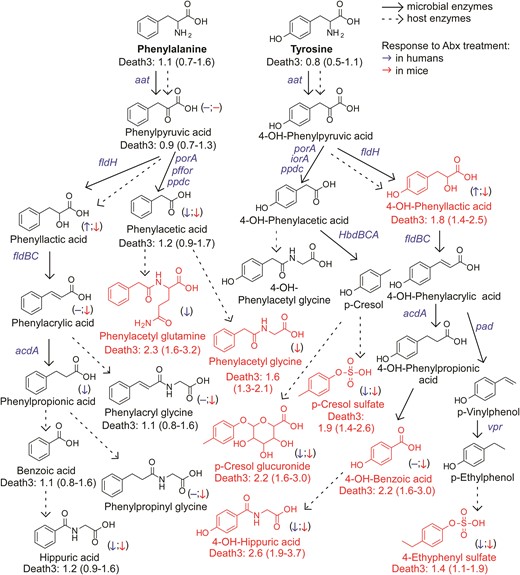An atlas of microbial phenylalanine and tyrosine pathways associated with 3-year all-cause mortality. Metabolic pathways for aromatic acid fermentation together with their association with all-cause mortality (death) (red chemical structures for compounds positively associated with death while green structures for compounds negatively associated with death after adjusting for traditional risk factors and hsCRP) and effect of gut microbe depletion on their circulation levels both in humans (blue (left) arrow) and mice (red (right) arrow); (−) no effect. Abx = antibiotics.