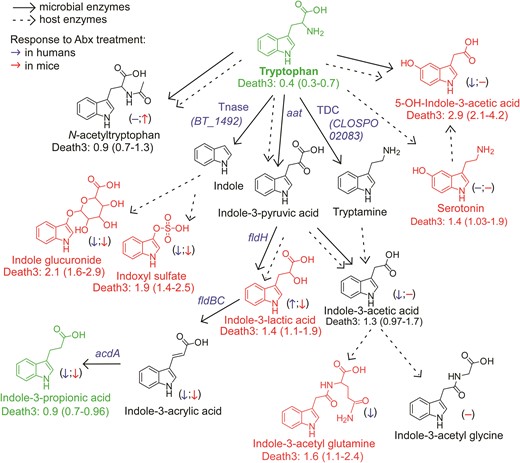 An atlas of microbial tryptophan pathways associated with 3-year all-cause mortality. Metabolic pathways for aromatic acid fermentation together with their association with all-cause mortality (death) (red chemical structures for compounds positively associated with death while green structures for compounds negatively associated with death after adjusting for traditional risk factors and hsCRP) and effect of gut microbe depletion on their circulation levels both in humans (blue (left) arrow) and mice (red (right) arrow); (−) no effect. Abx = antibiotics.