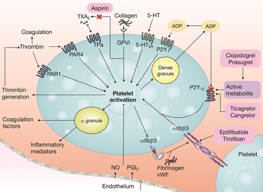 Platelet activation mechanisms. Platelet activation is initiated by soluble agonists, such as thrombin, thromboxane A2 (TXA2), 5-hydroxytryptamine (5-HT) and ADP (via the P2Y1 receptor), and by adhesive ligands, such as collagen and von Willebrand factor (vWF). Consequently, dense granule secretion of platelet agonists and secretion of TXA2, as a result of phospholipase A2 activation, lead to the amplification of platelet activation and the associated responses. The P2Y12 receptor has a major role in the amplification of platelet activation, which is also supported by outside–in signalling via integrin αIIbβ3 (the glycoprotein IIb/IIIa receptor). Aspirin inhibits platelet function by acetylation of the platelet cyclooxygenase, which prevents the access of arachidonic acid to the catalytic site of the enzyme and results in irreversible inhibition of platelet dependent TXA2 formation. Therefore, the combined use of aspirin and a P2Y12 receptor inhibitor (such as clopidogrel, prasugrel, or ticagrelor) has additive effects on the inhibition of platelet activation and the associated platelet responses. Conversely, discontinuation of aspirin results in some degree of increased platelet reactivity driven by pathways mediated by arachidonic acid and collagen, whereas other pathways remain inhibited by P2Y12 inhibitor monotherapy. 5-HT2A, 5-hydroxytryptamine receptor 2A; GPVI, platelet glycoprotein VI; NO, nitric oxide; PAR, proteinase-activated receptor; PGI2, prostaglandin I2; TPα, thromboxane A2 receptor isoform α. Reproduced with permission from Capodanno et al.17