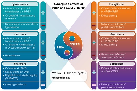 Synergistic effects of MRA and SGLT2i in HF: