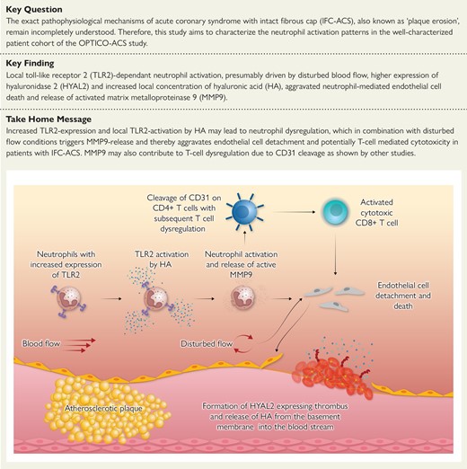 TLR2, Toll-like receptor 2; HA, hyaluronic acid; MMP9, matrix metalloproteinase 9; HYAL2, hyaluronidase 2.