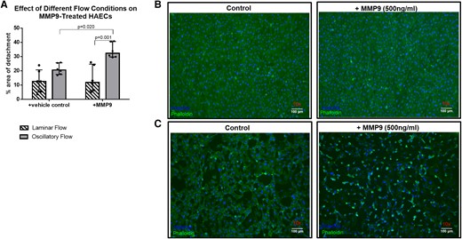 The combination of MMP9 and turbulent (oscillatory) flow leads to increased detachment of HAECs in vitro (A). Histological sections of HAECs showing normal detachment under laminar flow conditions (B) and increased detachment under proatherogenic oscillatory conditions, especially when combined with recombinant MMP9 (C); n = 6 per group; repeated measures ANOVA with Bonferroni‘s multiple comparisons test; data are shown as median with interquartile range (IQR).