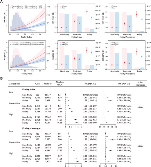 (A) Sex- and age-specific frailty distribution and associations of frailty using frailty index and frailty phenotype with risk of atrial fibrillation in multivariable-adjusted model (n = 368 862). The right vertical coordinate is the number of participants. (B) Risk of incident atrial fibrillation according to genetic risk of atrial fibrillation and physical frailty status (n = 236 799). For the left forest plot, individuals at low genetic risk and with non-frailty were set as reference; for the right forest plot, individuals with non-frailty in each genetic risk group were set as reference. Model was adjusted for age, sex, race (not for genetic analysis), Townsend deprivation index,7 smoking status (current, former, or never), alcohol intake frequency (daily, three to four times a week, once or twice, one to three times a month, occasional or never), body mass index, systolic blood pressure, diabetes, cardiovascular diseases, cancer, usage of blood pressure medication, lipid-lowering medication, and aspirin. CI, confidence interval; HR, hazard ratio.