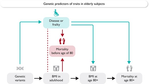 Schematic diagram indicating potential biasing causal pathways. For a valid Mendelian randomization analysis, all causal pathways from the genetic variants to the outcome must pass via the exposure (black path). Genetic variants affecting body mass index (BMI) at age 80+ via a disease or frailty mechanism (blue paths) may induce bias from reverse causation. Genetic variants influencing mortality before age 80 (red path) may associate with BMI at age 80+ by survival bias, a particular example of selection bias (also called collider bias). As mortality before age 80 is a common effect of BMI on adulthood and disease, conditioning on survival until 80 will induce an association between BMI and disease (indicated by the red dashed line). In both cases, there may be a pathway from the genetic variants to the outcome that does not pass via the exposure