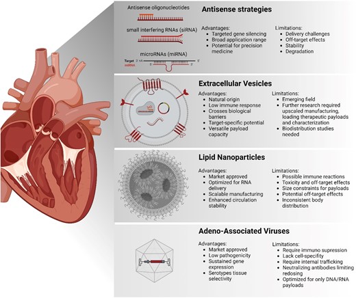 Overview of different cardiac delivery strategies. This diagram presents four primary methods for heart-targeted therapies, including anti-sense strategies, extracellular vesicles, lipid nanoparticles, and adeno-associated virus