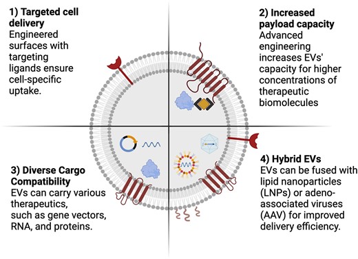 Enhanced engineering opportunities of extracellular vesicles as drug delivery systems. The development of extracellular vesicles as next-generation vehicles for targeted drug delivery could be achieved by further engineering their potential, including (i) cell-specific targeting through surface modification, enabling precise drug delivery to desired cells, (ii) optimized engineering techniques for loading therapeutic agents effectively into the EVs’ lumen, (iii) facilitation of intracellular delivery of diverse therapeutic agents, and (iv) the creation of novel hybrid EVs by combining them with lipid nanoparticles or adeno-associated viruses