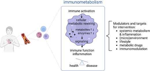 Implication of immunometabolism for cardiometabolic disease. Immunometabolism refers to the interplay between metabolism and immunity. It comprises the studies of metabolic alterations that are induced upon immune activation and regulate inflammatory signalling and immune function, together controlling the balance between health and disease. Cellular immunometabolism is affected by systemic immunometabolism and other external factors and regulate immune cell function, providing multiple opportunities for targeting and disease management