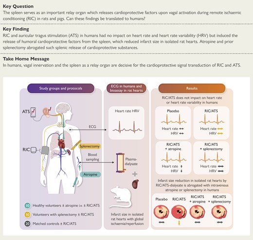 In healthy humans, remote ischaemic conditioning (RIC) by cycles of arm ischaemia/reperfusion and electrical auricular tragus stimulation (ATS) does not alter heart rate and heart rate variability (HRV) but induces the release of circulating cardioprotective factor(s) which, when transferred to an isolated perfused rat heart with global ischaemia/reperfusion, reduce infarct size. This release of cardioprotective factors requires vagal innervation and is abrogated by atropine. The cardioprotective factor(s) are released from the spleen and are absent in humans with prior splenectomy. Both RIC and ATS activate vago-splenic signal transduction for cardioprotection. ECG, electrocardiogram.